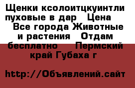 Щенки ксолоитцкуинтли пуховые в дар › Цена ­ 1 - Все города Животные и растения » Отдам бесплатно   . Пермский край,Губаха г.